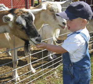Photo of a toddler petting a goat.