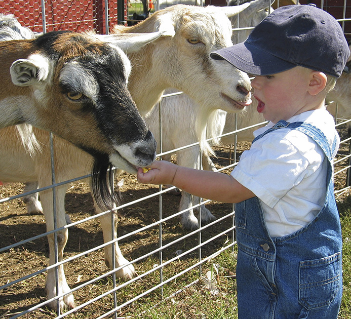 Photo of a toddler petting a goat.