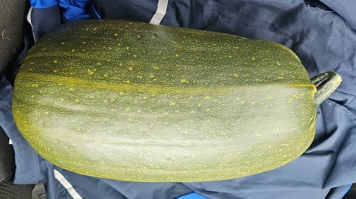 Photo of a big zucchini