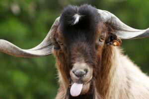 Black & white Canary Island long-horned goat pulling a silly face and sticking out its tongue while it waits for a pat.