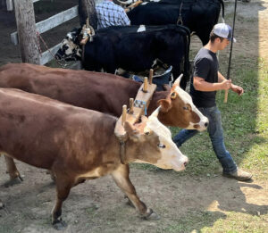 Two oxen in a wooden yoke following a man who is handling them out of a pen into an oxen draw competition ring.