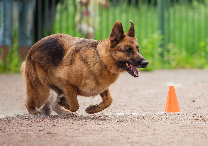 Close up of a German Shepard dog running in a K-9 demonstration