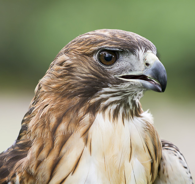 Photo of a red-tailed hawk